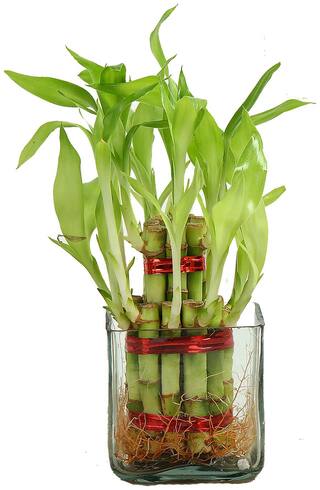 Ferns N Petals Plant Name- Two Layer Lucky Bamboo. Plant Placement- Indoors;Plant Height- Upto 5 inch;Square Glass Vase