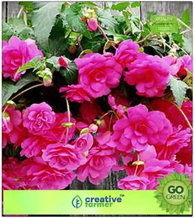 Plant Seeds Mixed : Best Hanging Plant Premium Kitchen Garden Plant Seeds