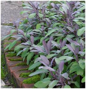 Plant Seeds Parsley Italian Flat Leaf Seeds Superb Seeds Herb Seeds Seeds