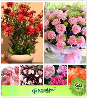 Plant Seeds Organic : Dianthus Flower Premium Kitchen Garden Plant Seeds