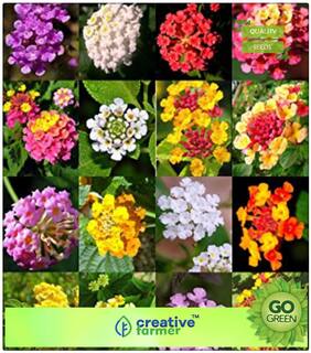 Plant Seeds Low Price : Holy Herb Premium Kitchen Garden Plant Seeds