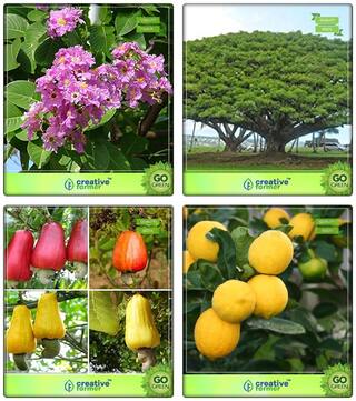 Plant Seeds Queen Crape Myrtle;Albizia Saman;Cashew;Citrus Seeds Combo For Home Garden Flower Tree