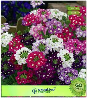 Plant Seeds For Home Garden Flowers : Barbena Premium Kitchen Garden Plant Seeds