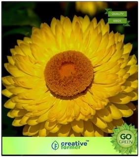 Plant Seeds For All Season : Helichrysum Bracteatum Premium Kitchen Garden Plant Seeds