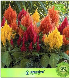 Plant Seeds : Celosia Plant Seeds Premium Kitchen Garden Plant Seeds