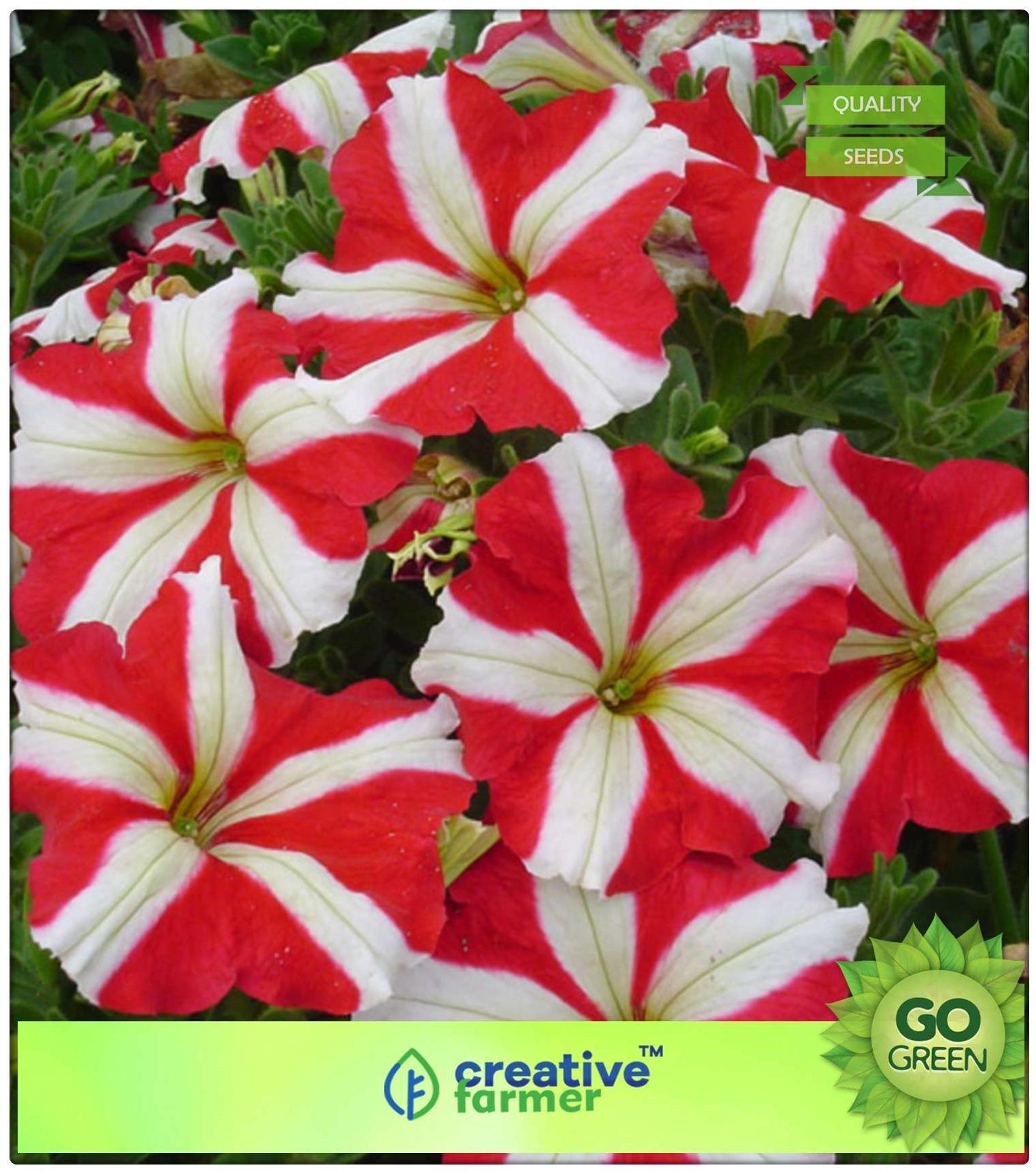 https://assetscdn1.paytm.com/images/catalog/product/H/HO/HOMPLANT-SEEDS-CREA887472FACD515/1563036652300_0..jpg