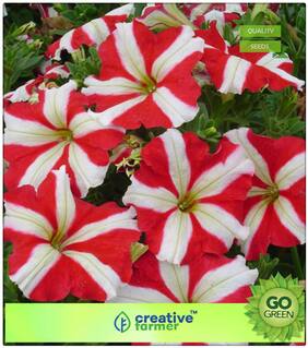 Plant Seeds Low Price : Petunia Ultra Star Variety Premium Kitchen Garden Plant Seeds