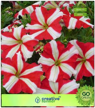 Plant Seeds Low Price : Petunia Ultra Star Variety Premium Kitchen Garden Plant Seeds