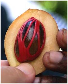 Plant Seeds For Garden Nutmeg - Myristica Aromatica Seeds Spicy Plant Seeds Seeds