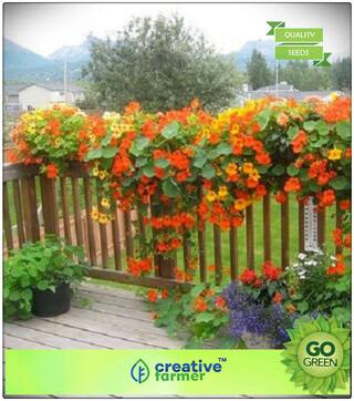 Plant Seeds Winter : Nasturtium Orange Mix Premium Kitchen Garden Plant Seeds