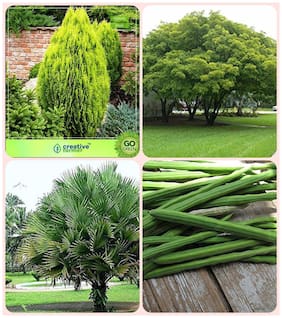 Plant Seeds Thuja Orientalis;Albizia Lebbeck;Himalayan Fan Palm;Drumstick Combo For Home Garden Medicinal Plant Seeds