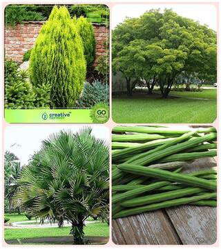 Plant Seeds Thuja Orientalis;Albizia Lebbeck;Himalayan Fan Palm;Drumstick Combo For Home Garden Medicinal Plant Seeds