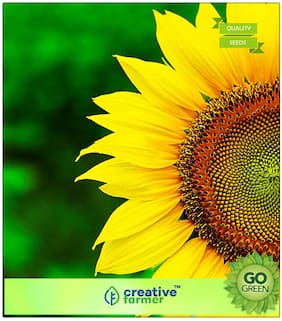 Plant Seeds Garden : Sunflower Giant Dwarf Premium Kitchen Garden Plant Seeds