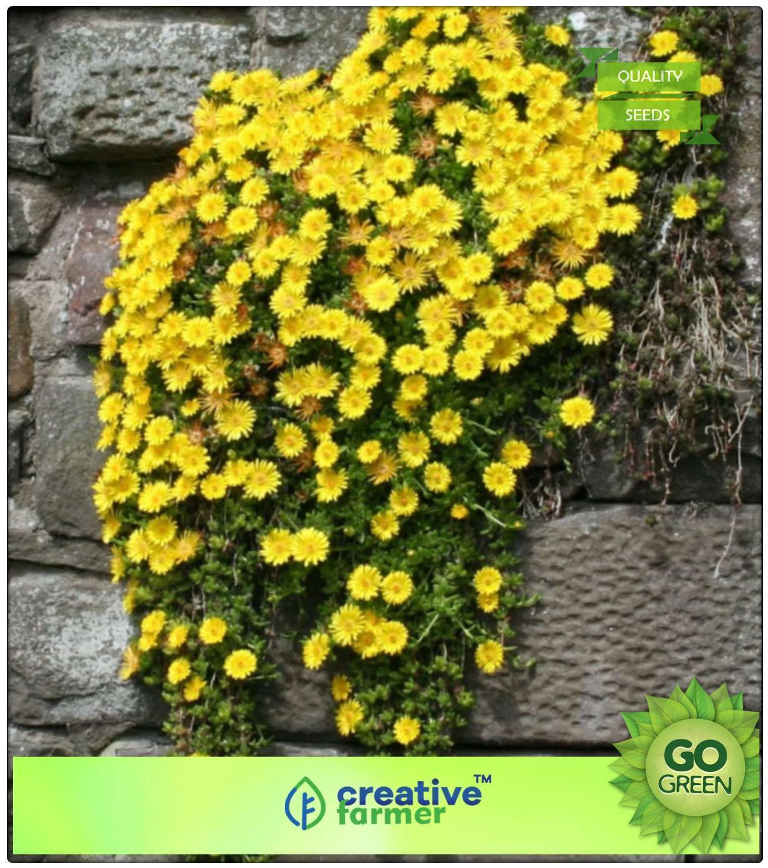 https://assetscdn1.paytm.com/images/catalog/product/H/HO/HOMPLANT-SEEDS-CREA887474170CC1F/1563036832744_0..jpg