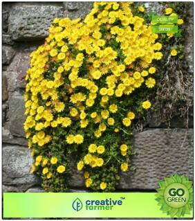 Plant Seeds For Home Garden : Livingston Daisy Yellow Hanging Premium Kitchen Garden Plant Seeds