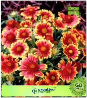 Plant Seeds For Containers : Asteraceae Premium Kitchen Garden Plant Seeds