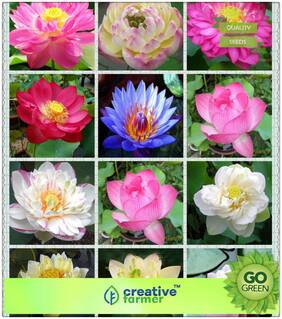 Plant Seeds : Organic Lotus Plant Seeds - Pink & Red Colors Premium Kitchen Garden Plant Seeds