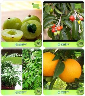 Plant Seeds Amla Tree;Mamosa -Elangi;Murraya Koenigii;Orange Combo For Home Garden Veg Tree