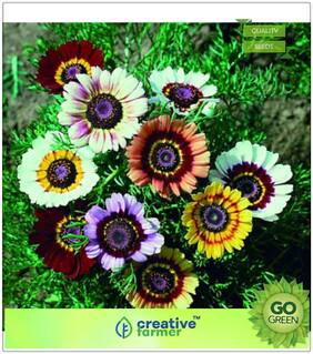 Plant Seeds Garden : Chrysanthemum Rainbow Mix Premium Kitchen Garden Plant Seeds