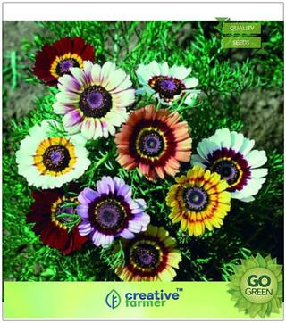 Plant Seeds Garden : Chrysanthemum Rainbow Mix Premium Kitchen Garden Plant Seeds