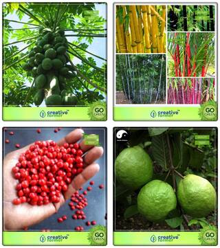 Plant Seeds Papaya;Small Bamboo;Lucky Beads;Kilo Pera Combo For Home Garden Fruit Seeds