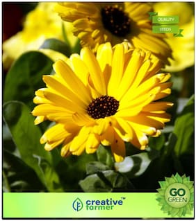 Plant Seeds Flower : Pot Marigold Mixed Premium Kitchen Garden Plant Seeds