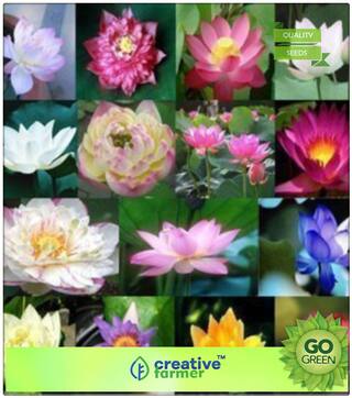 Plant Seeds Organic : Indian Lotus Pink Flower - Nelumbo Nucifera - Kamal