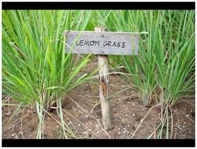 Plant Seeds For Home Garden Herbs Lemon Grass - Nimmagaddi Plant Seeds 20 Seeds