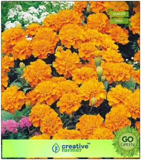 Plant Seeds For Garden Balcony : Marigold Gulzafri Orange Premium Kitchen Garden Plant Seeds