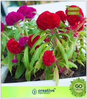 Plant Seeds Winter : Celosia Cockscomb Dwarf Mix (Cristata Nana) Premium Kitchen Garden Plant Seeds