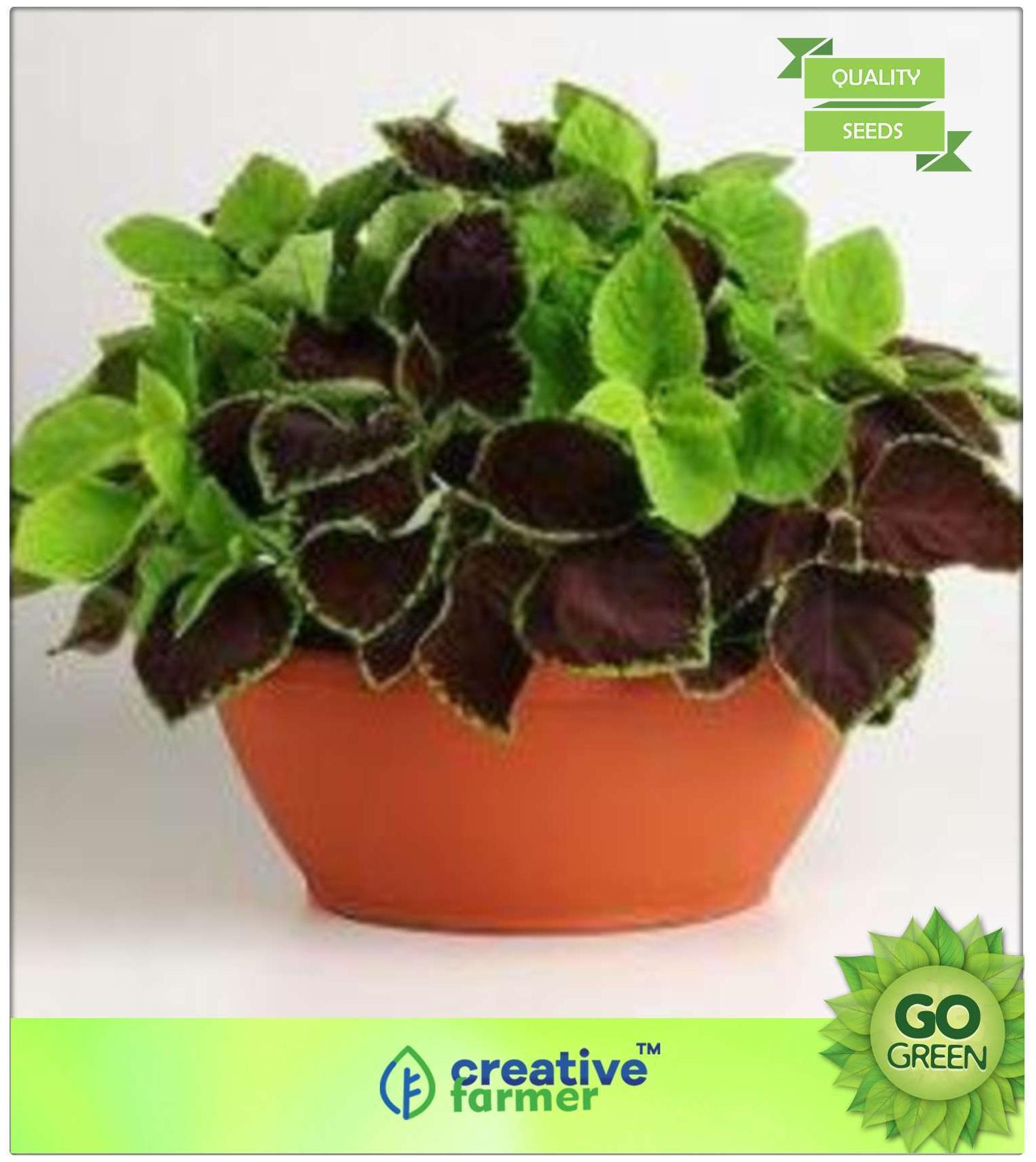 Buy Plant Seeds Coleus Blumei Rainbow Mixed Premium Kitchen Garden