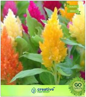 Plant Seeds : Plant Seeds - First Flame Mixture Celosia Premium Kitchen Garden Plant Seeds