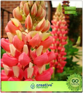 Plant Seeds Plants : Big-Leaved Lupine Premium Kitchen Garden Plant Seeds