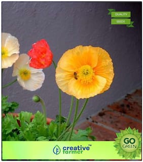 Plant Seeds For Hanging Pots : California Poppy - Cup Of Gold Premium Kitchen Garden Plant Seeds