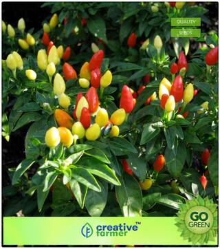 Plant Seeds For Grow Bags