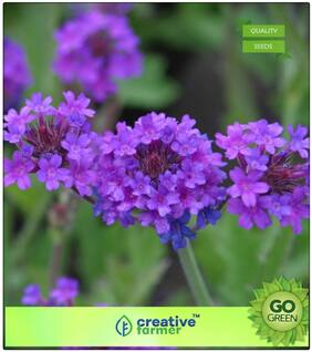 Plant Seeds Flower : Verbena Butterfly Gardening Mix Blue Premium Kitchen Garden Plant Seeds