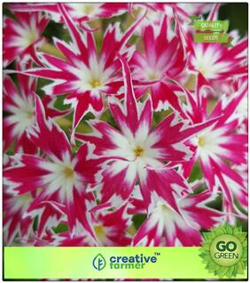 Plant Seeds For Pot : Phlox Twinkle Mix Garden Mix Premium Kitchen Garden Plant Seeds
