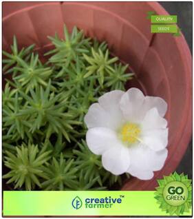 Plant Seeds Organic : Moss Rose Premium Kitchen Garden Plant Seeds
