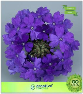 Plant Seeds Home. Garden Flowers : Lemony Fragrance Verbena Blue Premium Kitchen Garden Plant Seeds