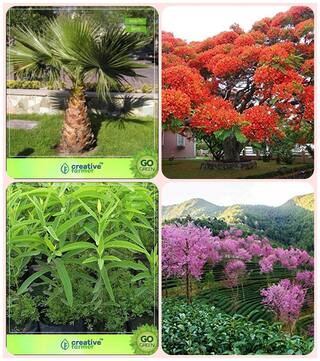 Plant Seeds Livistona Chinensis (L.Mauritiana);Gulmohar;Sandalwood Seeds;Prunus Puddum Combo For Home Garden Tree Seeds