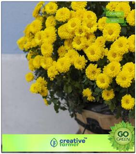 Plant Seeds Garden : Saamandi- Chrysanthemum Premium Kitchen Garden Plant Seeds