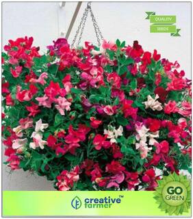 Plant Seeds For All Season : Everlasting Pea Vine Premium Kitchen Garden Plant Seeds