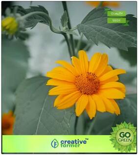 Plant Seeds In Rainy Season : Genda Pot Marigold Orange Premium Kitchen Garden Plant Seeds