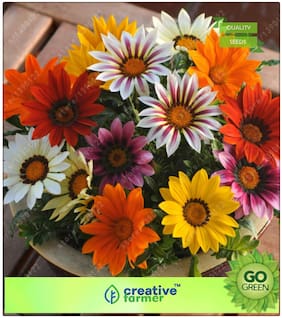 Plant Seeds For Home Garden : Gazania-Sunshine Hybrid Mixed Premium Kitchen Garden Plant Seeds