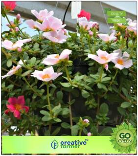 Plant Seeds Flower : Portulaca Grandiflora Garden Splendors Double Mixed Premium Kitchen Garden Plant Seeds