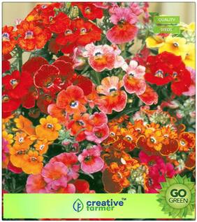 Plant Seeds For Home Garden : Nemesia - Orchid Like Flower Premium Kitchen Garden Plant Seeds