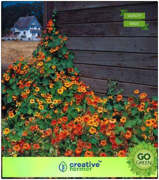 Plant Seeds For Summer Season : Nasturium Climber Premium Kitchen Garden Plant Seeds