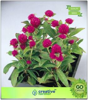 Plant Seeds For Home Garden Flowers : Botam Phul Gnome Gomphrena Premium Kitchen Garden Plant Seeds