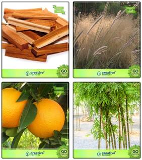 Plant Seeds Caesalpinia Sappan;Denanath Grass;Orange;Small Bamboo Combo For Home Garden Shade Tree