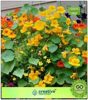Plant Seeds : Hanging Nemesia Premium Kitchen Garden Plant Seeds